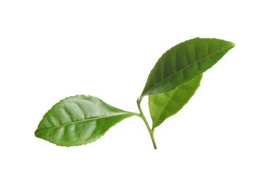 Yeşil çay yaprakları beyaz üzerine izole edilmiş.