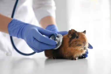 Klinikte deney yapan kadın veteriner, yakın plan.