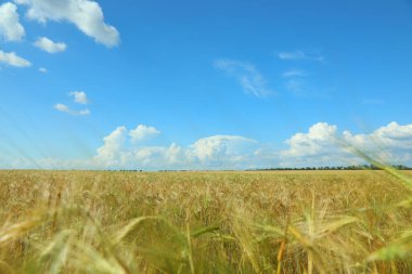 Güneşli bir günde buğday tarlası. Tarım endüstrisi