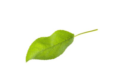 Beyaz elma ağacının yeşil yaprağı