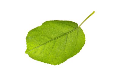 Beyaz elma ağacının yeşil yaprağı