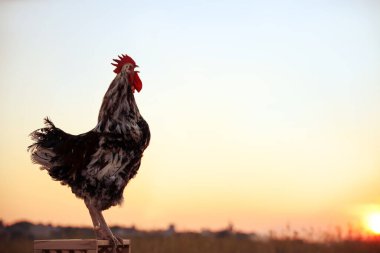 Büyük yerli horoz gün doğumunda tahta tezgahta duruyor, yazı için yer var. Sabah oldu.