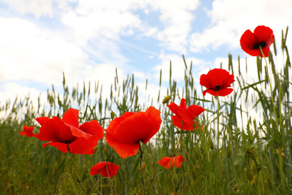 Beautiful red poppy flowers growing in field, closeup