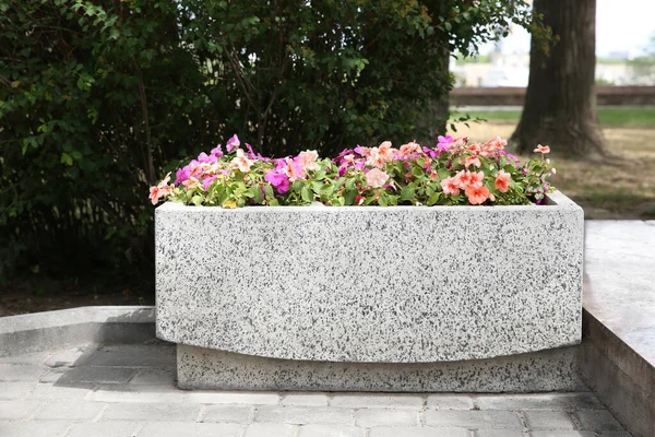 Hermosas Flores Maceta Piedra Aire Libre Día Soleado —  Fotos de Stock