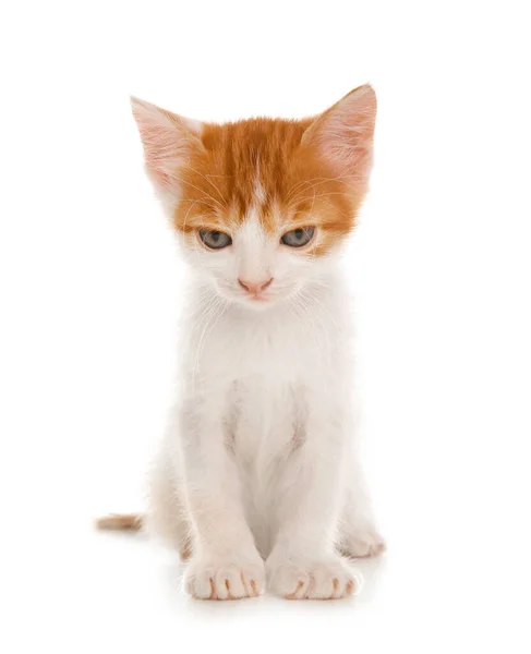 Cute Little Kitten White Background Baby Animal — Stock Photo, Image