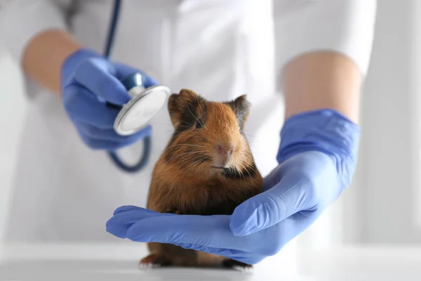 Vrouwelijke Dierenarts Onderzoek Cavia Kliniek Close — Stockfoto