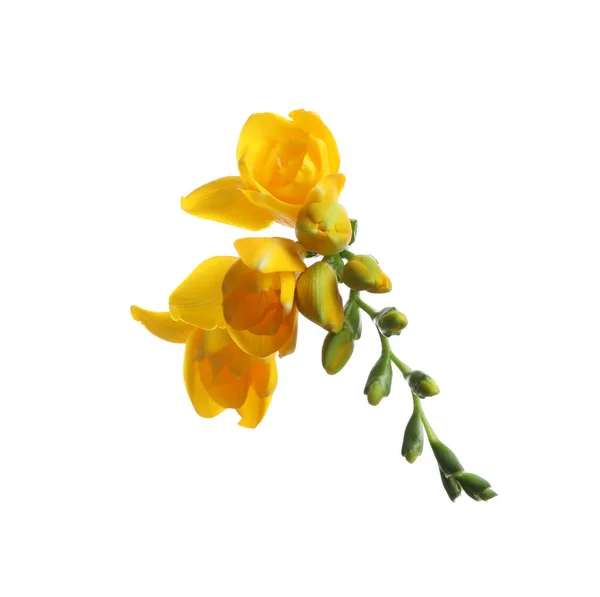 Mooie Gele Freesia Bloemen Witte Achtergrond — Stockfoto