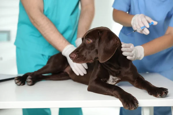 Επαγγελματίες Κτηνίατροι Εμβολιάζουν Σκυλί Στην Κλινική Closeup — Φωτογραφία Αρχείου