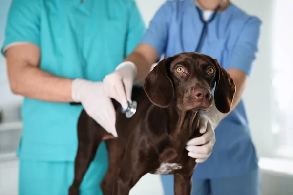 Профессиональные Ветеринары Осматривают Собаку Клинике Крупным Планом — стоковое фото