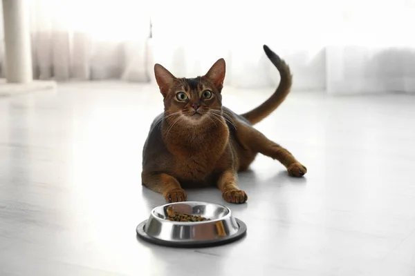 Schöne Abessinische Katze Der Nähe Von Futterschüssel Hause Schönes Haustier — Stockfoto
