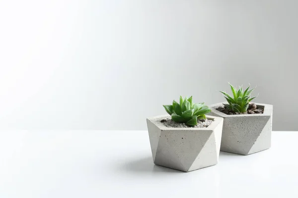 Plantas Suculentas Macetas Hormigón Sobre Mesa Blanca Espacio Para Texto — Foto de Stock