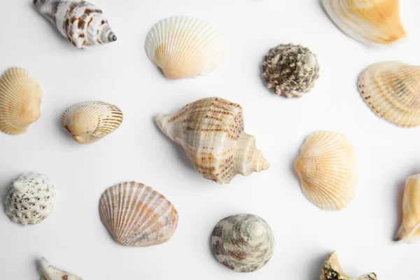 Diferentes Conchas Marinas Hermosas Sobre Fondo Blanco Vista Superior —  Fotos de Stock