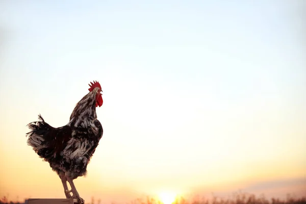 Big Domestic Rooster Wooden Stand Sunrise Space Text Morning Time — Stock Photo, Image
