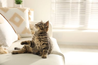 İçerideki kanepede tatlı tekir kedicik, mesaj için yer var. Yavru hayvan