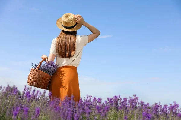 Wanita Muda Dengan Keranjang Penuh Bunga Lavender Lapangan — Stok Foto