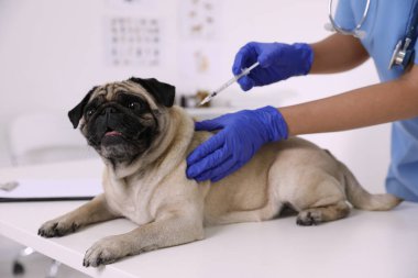 Profesyonel veteriner klinikte sevimli köpek aşısı, yakın plan.