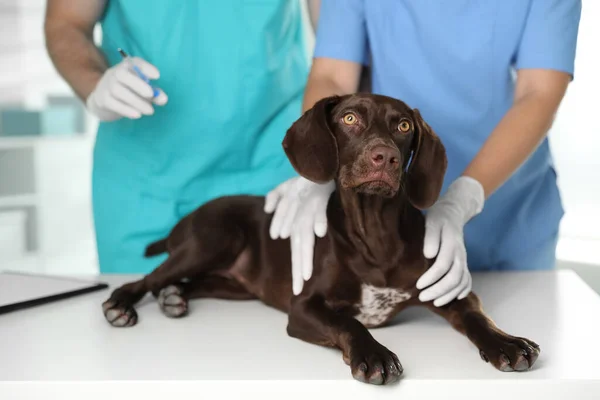 Professionele Dierenartsen Vaccineren Hond Kliniek Close — Stockfoto
