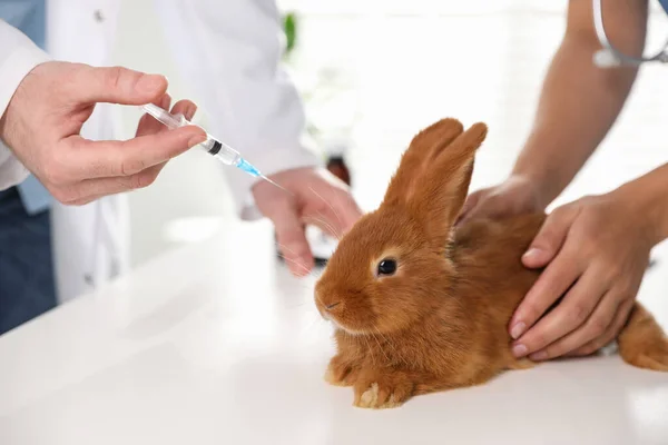 Vétérinaires Professionnels Vaccinant Lapin Clinique Gros Plan — Photo