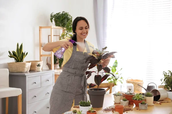 成熟的女人在家里喷洒室内植物 从事业余爱好 — 图库照片