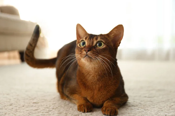 Красивая Абиссинская Кошка Полу Дома Любимое Животное — стоковое фото