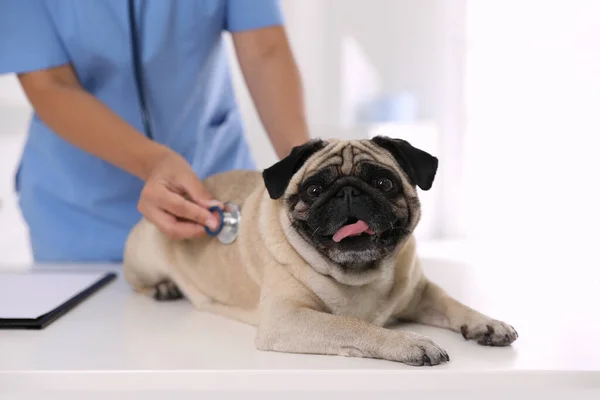 Veterinário Examinando Cão Pug Bonito Clínica Close Dia Vacinação — Fotografia de Stock