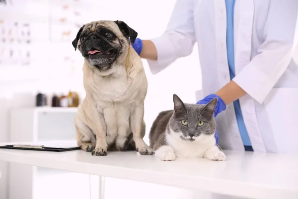 Veterinář Vyšetřuje Roztomilého Psa Kočku Klinice Detailní Záběr Den Vakcinace — Stock fotografie