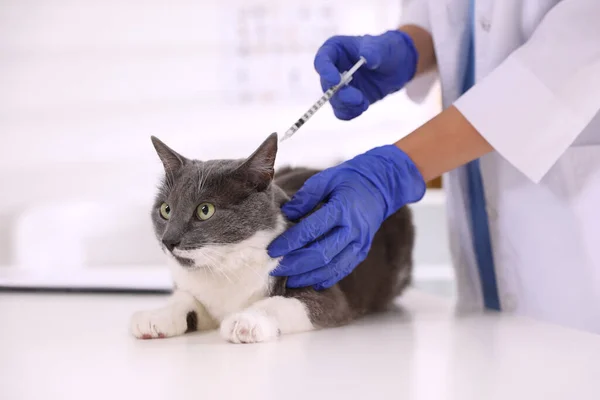 Veterinário Profissional Vacinando Gato Bonito Clínica Close — Fotografia de Stock