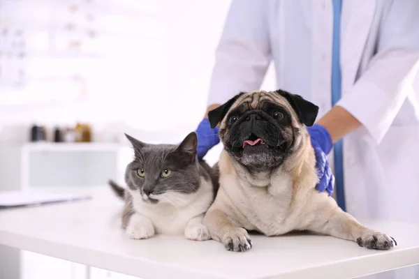 Veterinär Undersöker Söt Mops Hund Och Katt Kliniken Närbild Vaccinationsdag — Stockfoto