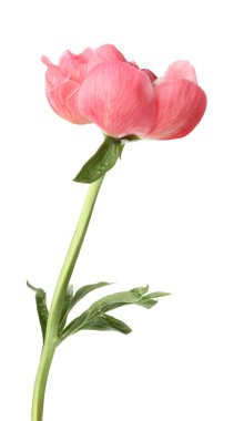 Güzel çiçek açan pembe şakayık beyazda izole edilmiş