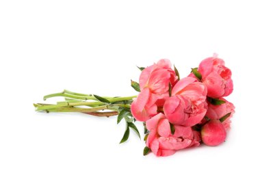 Güzel pembe şakayık buketi beyaza izole edilmiş.