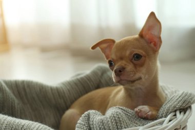 İçeride battaniyeli şirin bir Chihuahua köpeği, mesaj için yer var. Yavru hayvan