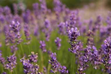 Güzel açan lavanta tarlası yaz günü, yakın plan.