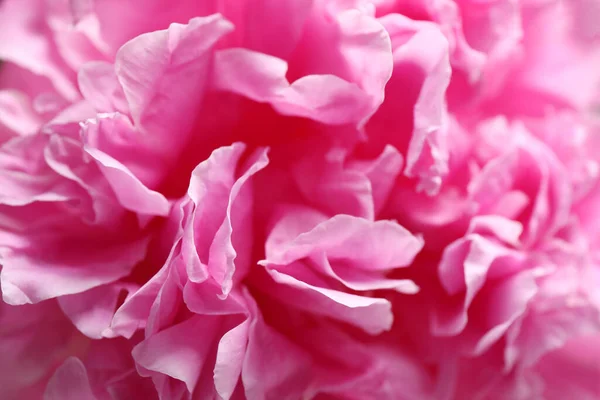 Vista Cerca Hermosa Flor Peonía Rosa — Foto de Stock