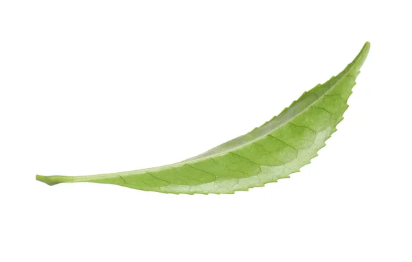 Зелений Лист Чайної Рослини Ізольовано Білому — стокове фото