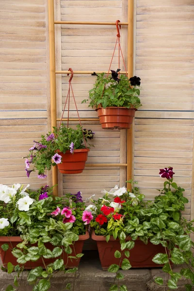 Beautiful Petunia Flowers Pots Folding Screen — Stock Photo, Image