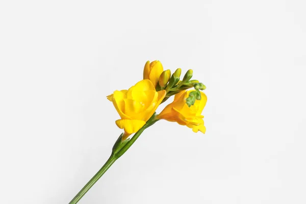 Vacker Blommande Gul Freesia Ljus Bakgrund — Stockfoto