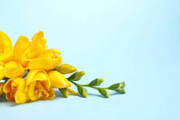 Hermosas Freesias Amarillas Flor Sobre Fondo Azul Claro Espacio Para —  Fotos de Stock