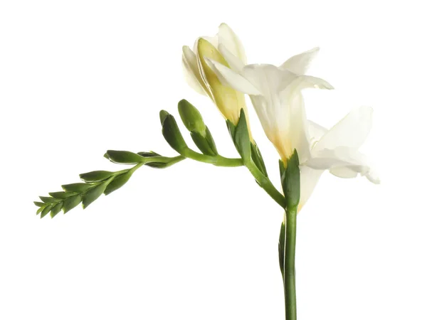 Bellissimo Fiore Fresia Fiorito Isolato Bianco — Foto Stock