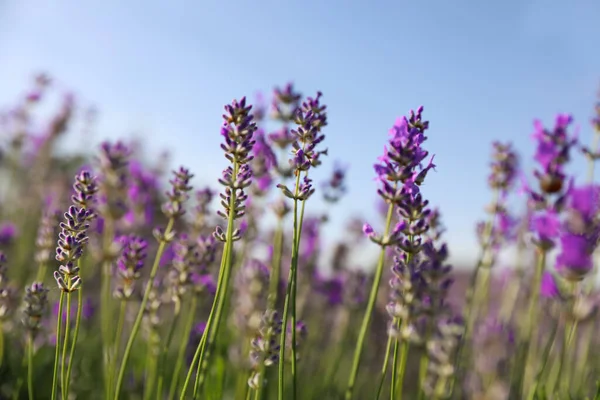 Lindo Campo Lavanda Florescente Dia Verão Close — Fotografia de Stock