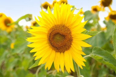Yaz günü sarı ayçiçeği tarlası, yakın çekim.