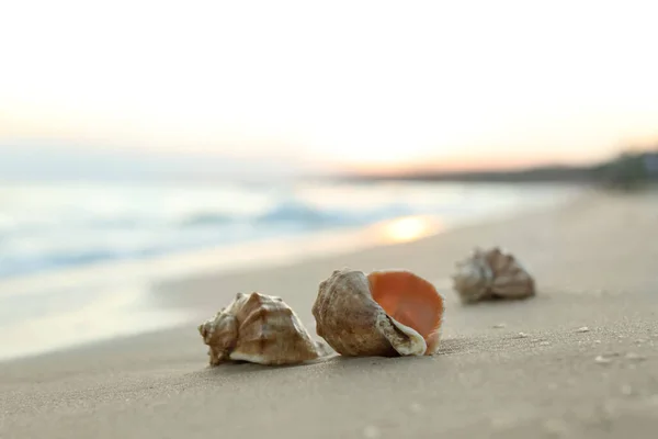 Beautiful Seashells Sandy Beach Sunrise Space Text — Stock Photo, Image