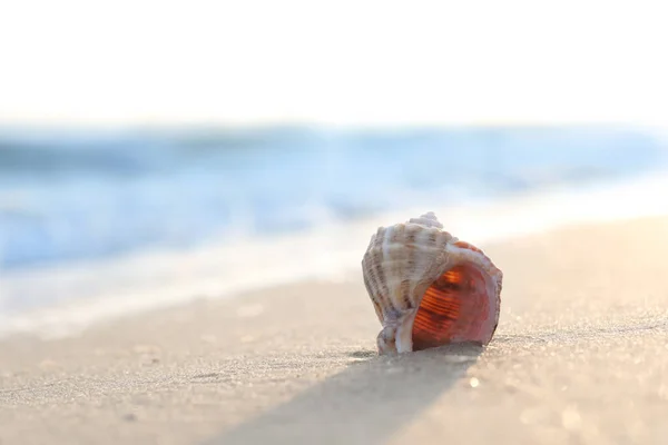 Spiaggia Sabbia Con Bella Conchiglia Nella Giornata Sole Spazio Testo — Foto Stock