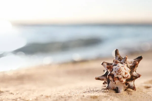 Bella Conchiglia Sulla Spiaggia Sabbia Spazio Testo — Foto Stock