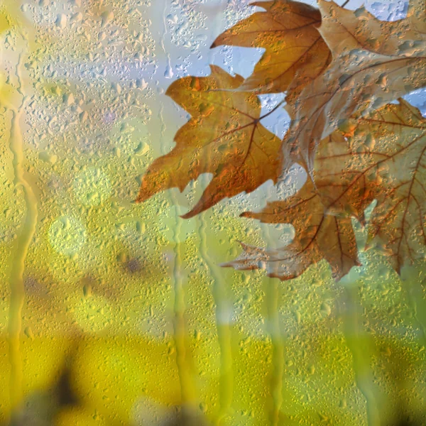 美丽的秋叶在雨天 透过窗户看 — 图库照片
