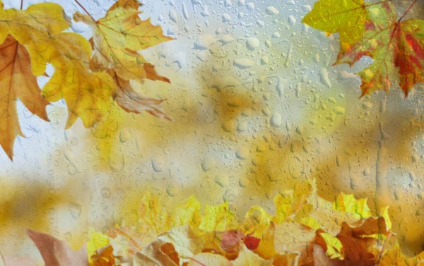 Güzel Sonbahar Arkaplanı Yağmurlu Bir Günde Altın Yapraklarla — Stok fotoğraf