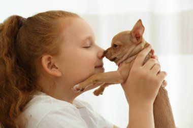 Kapalı mekanda küçük bir kız, Chihuahua köpeğiyle, yakın plan. Yavru hayvan