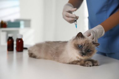 Klinikte profesyonel veteriner aşılayan kedi, yakın plan.