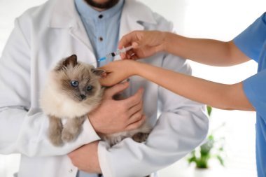Klinikte kedi aşısı yapan profesyonel veterinerler, yakın plan.