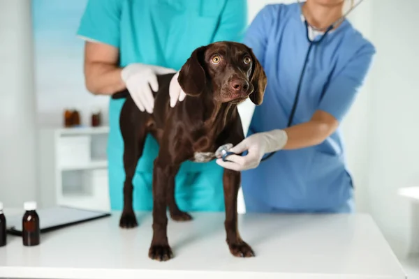 Professionella Veterinärer Undersöker Hund Kliniken Närbild — Stockfoto