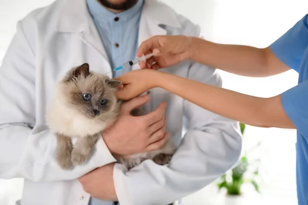 Professionella Veterinärer Vaccinera Katt Kliniken Närbild — Stockfoto